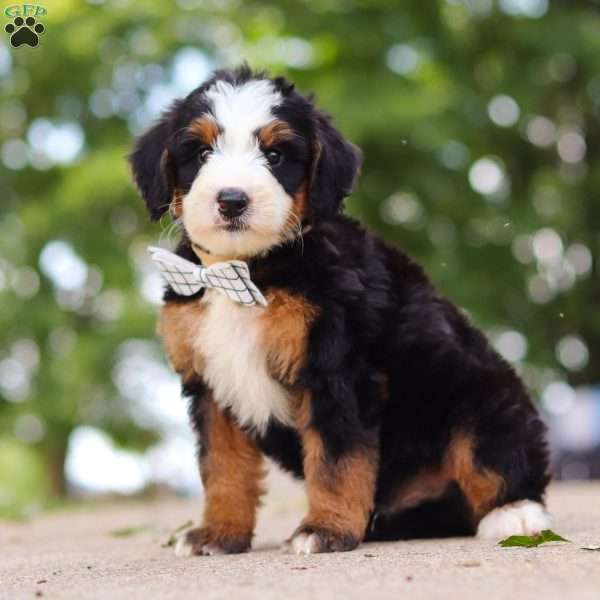 Bad bad Leroy Brown, Mini Bernedoodle Puppy